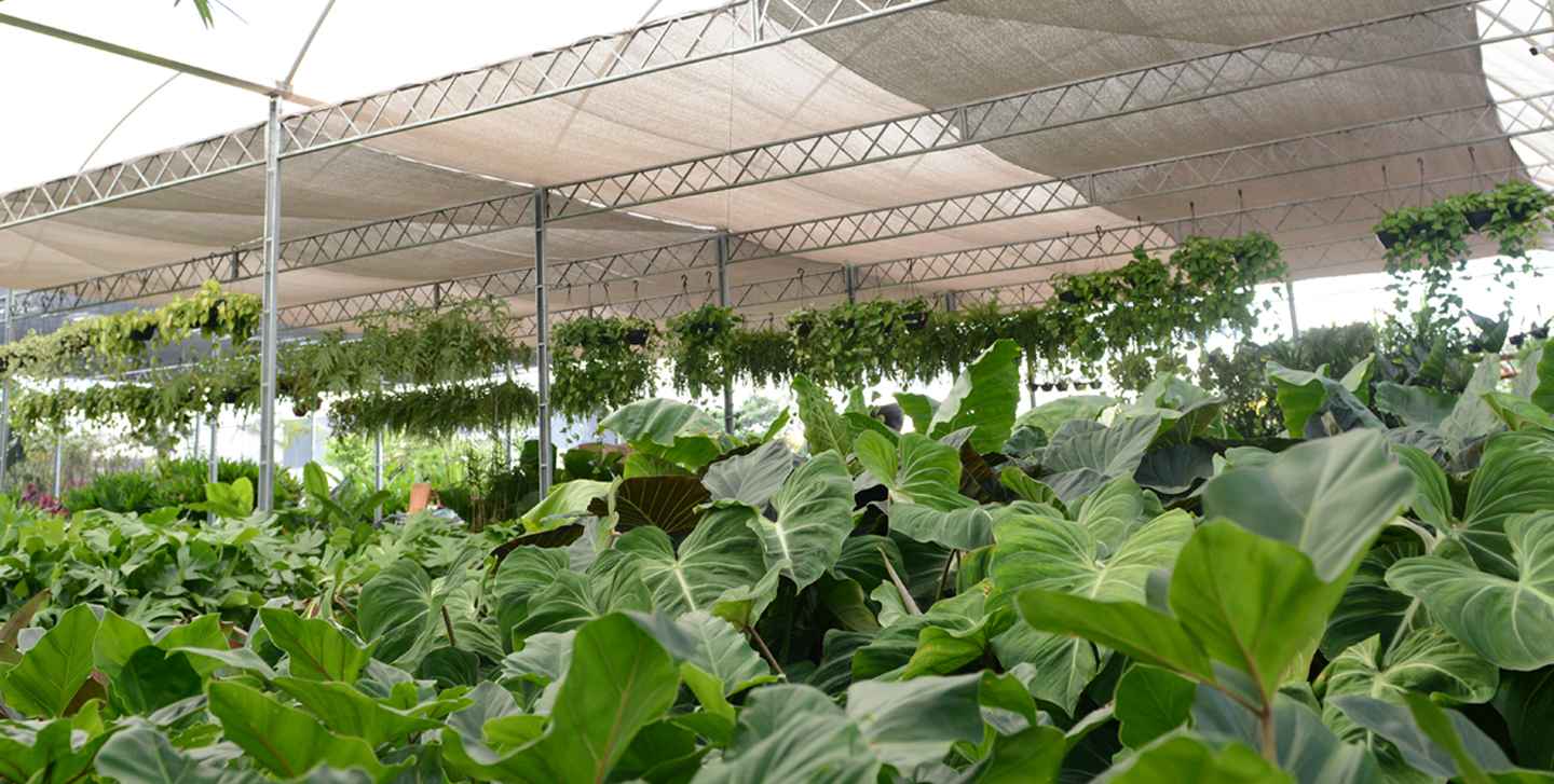 Viveiro da Plante Garden: estufa com folhagens tropicais em Goiânia