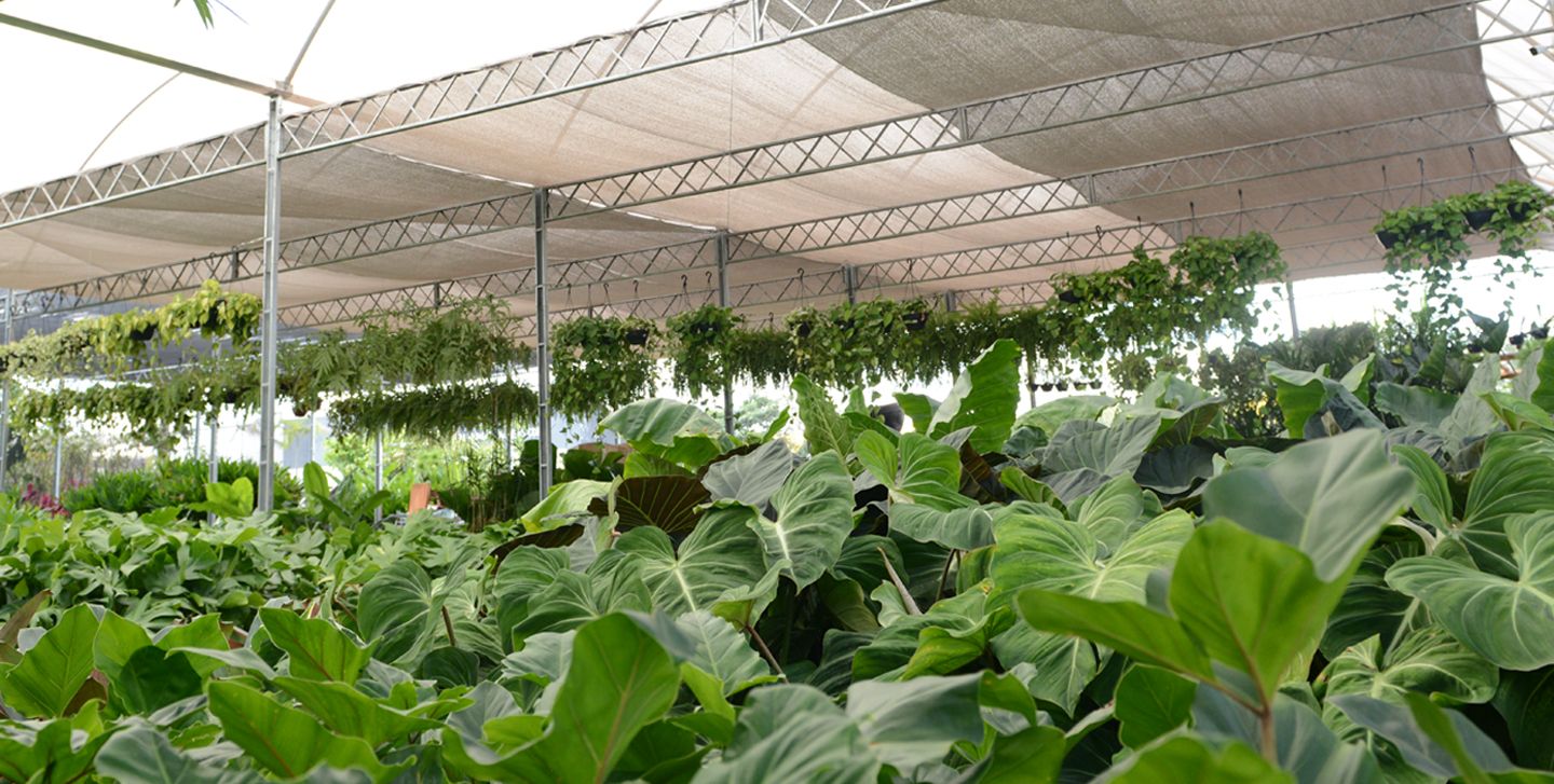 Viveiro da Plante Garden: estufa com folhagens tropicais em Goiânia