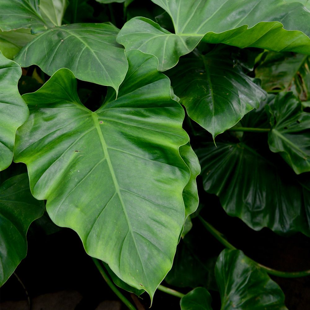 Folhagens tropicais de grande porte