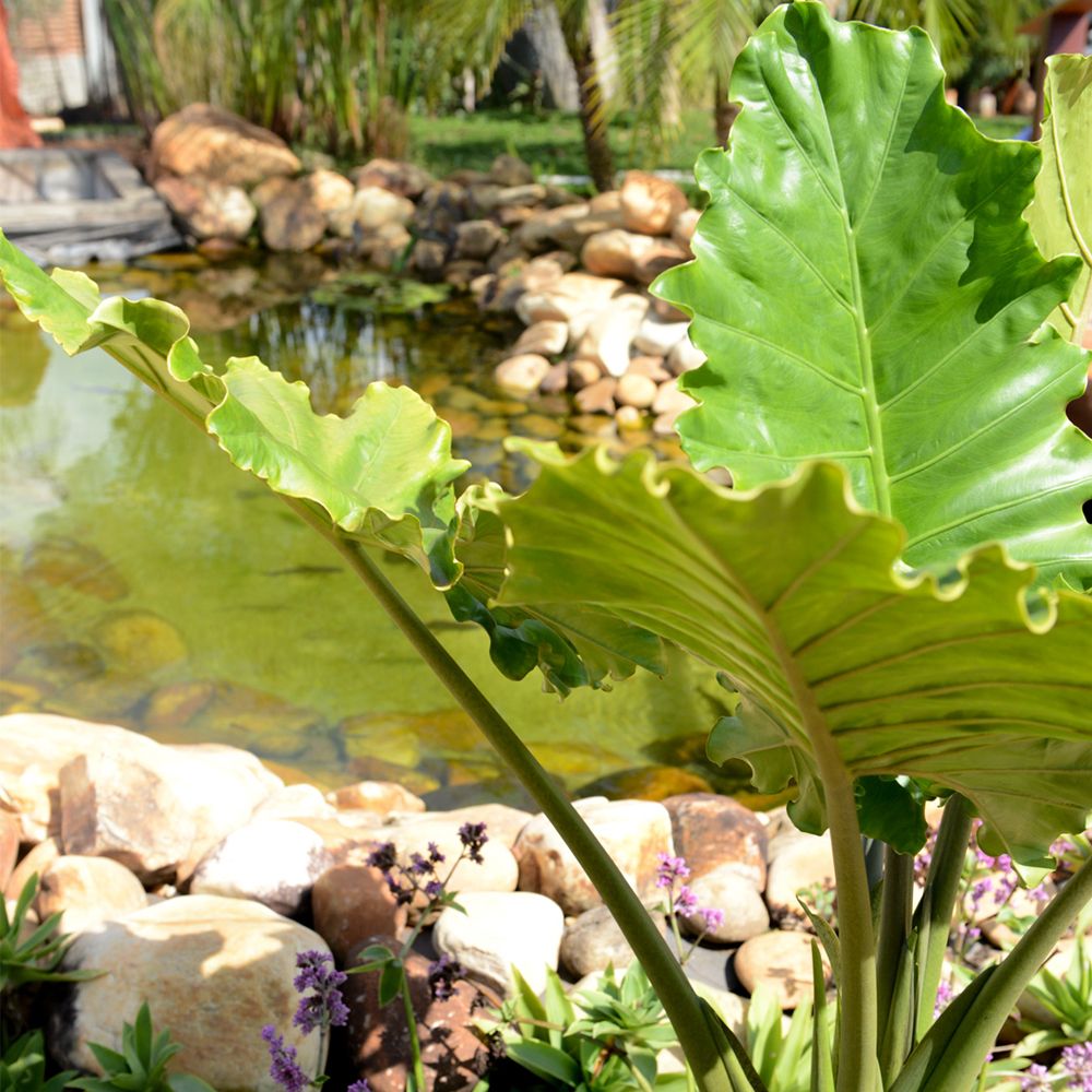Jardim com lago, pedras e plantas ornamentais